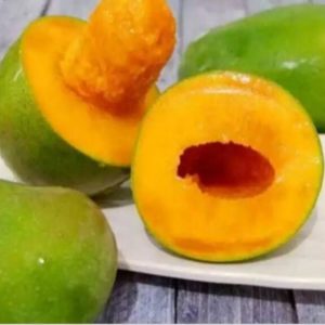 jual tanaman buah mangga alpukat super jumbo Salatiga