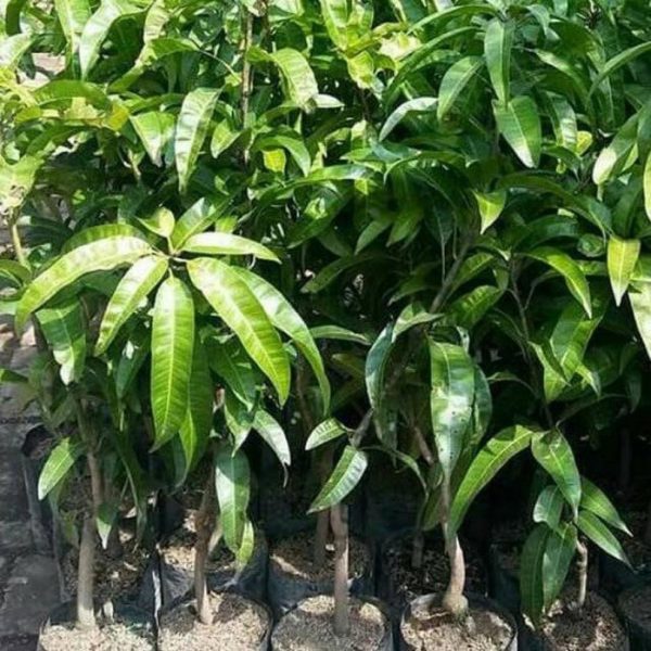 jual tanaman buah mangga alpukat super jumbo Sumbawa Barat