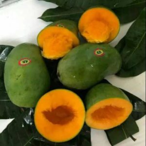 jual tanaman mangga alpukat super manis dan lezat Aceh Singkil
