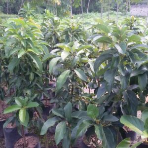 jual tanaman pohon buah alpukat aligator jumbo cepat berbuah super Lampung Tengah