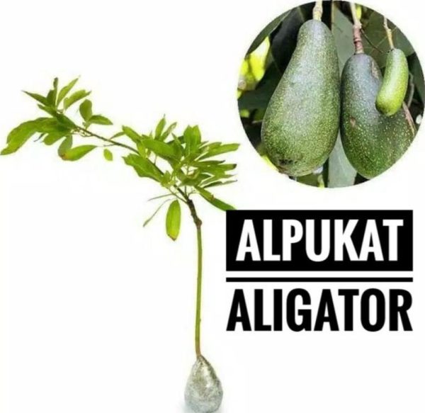 tanaman alpukat aligator murah Lanny Jaya