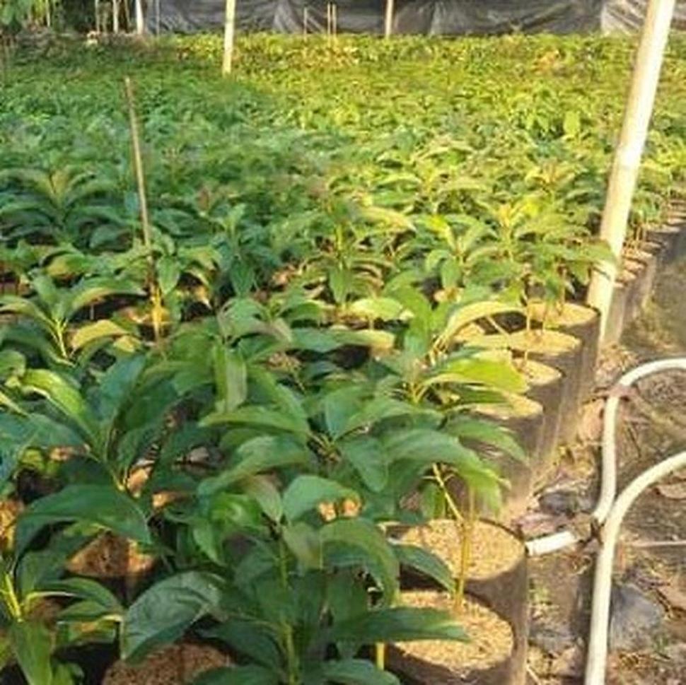 Gambar Produk tanaman alpukat aligator super sambung pucuk asli buah unggul genjah valid murah Labuhanbatu Selatan