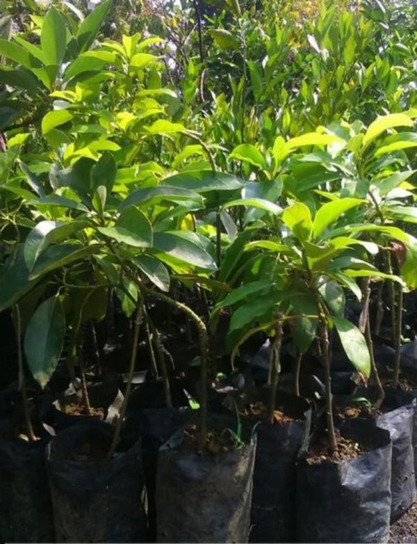 tanaman alpukat hass super unggul Kayong Utara
