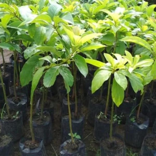 tanaman alpukat jago super murah berkualitas buah Aceh Tengah
