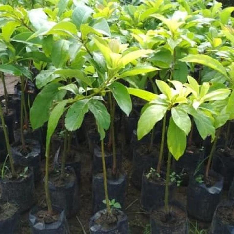 Gambar Produk tanaman alpukat jago super murah berkualitas buah Aceh Tengah