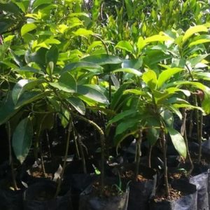 tanaman alpukat jago super murah berkualitas buah Asahan