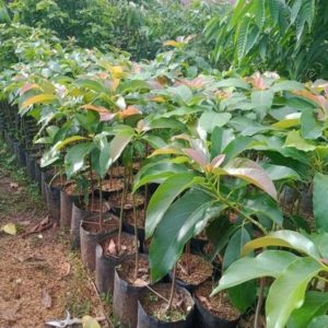 tanaman alpukat jago super murah berkualitas buah Minahasa