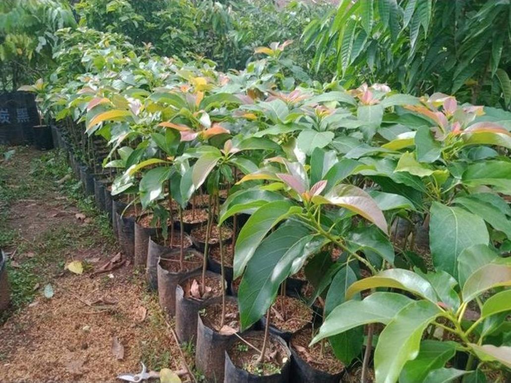 Gambar Produk tanaman alpukat jago super murah berkualitas buah Minahasa