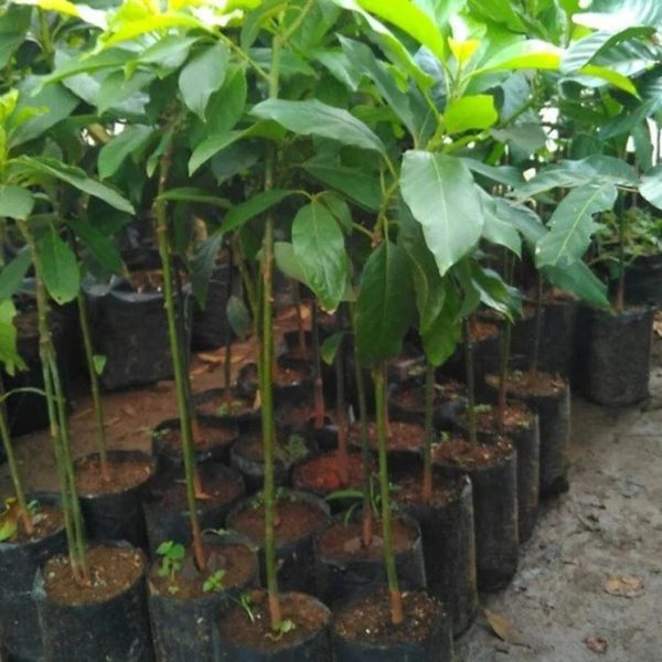 tanaman alpukat jago super murah berkualitas buah Sikka
