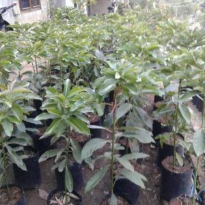tanaman alpukat jago super murah berkualitas buah Subulussalam