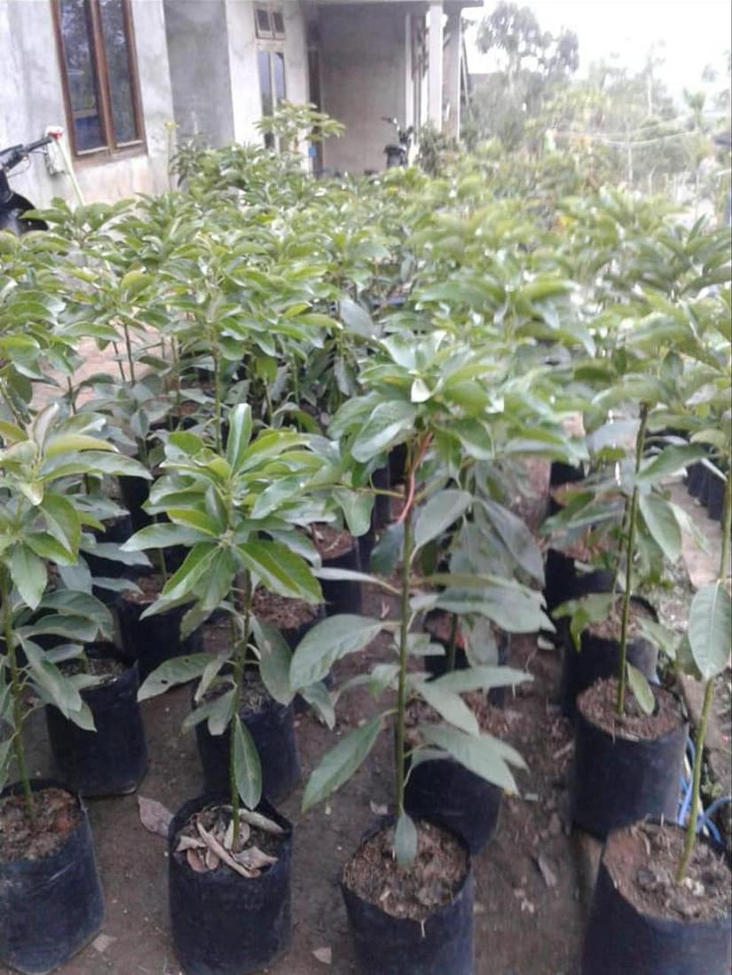 Gambar Produk tanaman alpukat jago super murah berkualitas buah Subulussalam