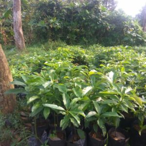 tanaman alpukat jago super murah berkualitas buah Tapanuli Selatan