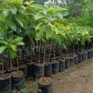 tanaman alpukat kendil bisa berubah di dalampot Kupang
