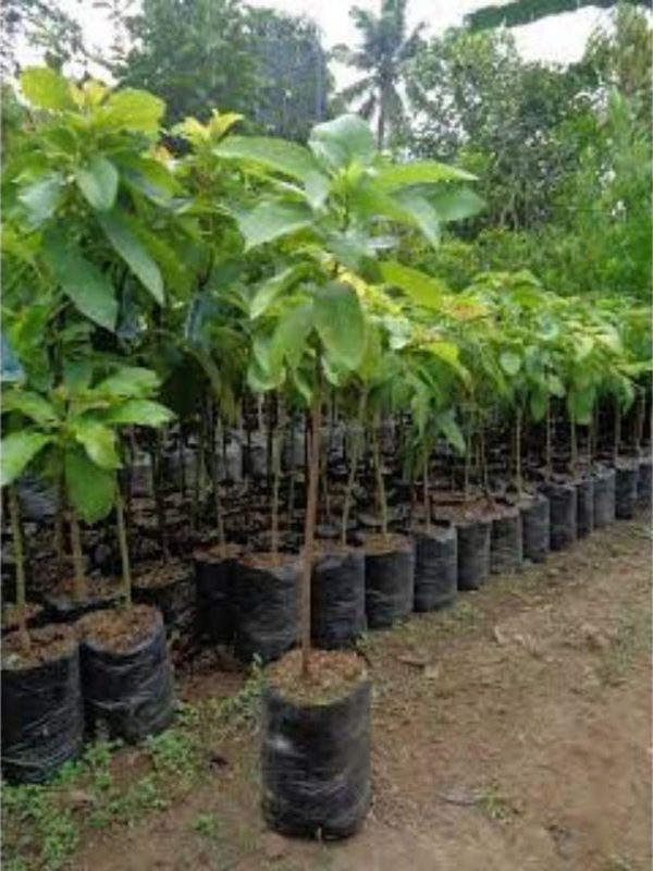 tanaman alpukat kendil bisa berubah di dalampot Kupang