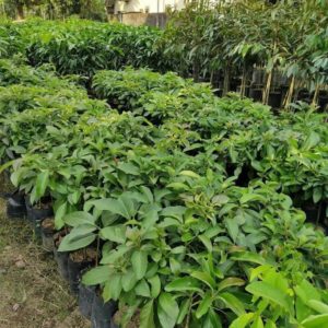 tanaman alpukat markus jumbo Aceh Tenggara