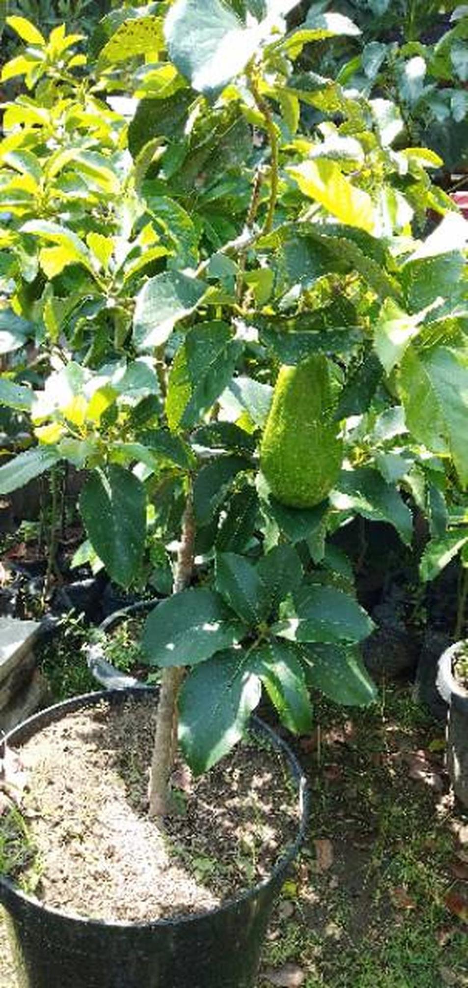 Gambar Produk tanaman alpukat markus kendil Bengkulu Selatan