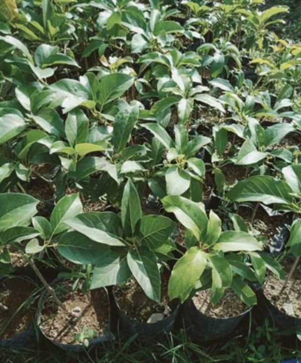 tanaman alpukat markus okulasi cepat buah Aceh Singkil
