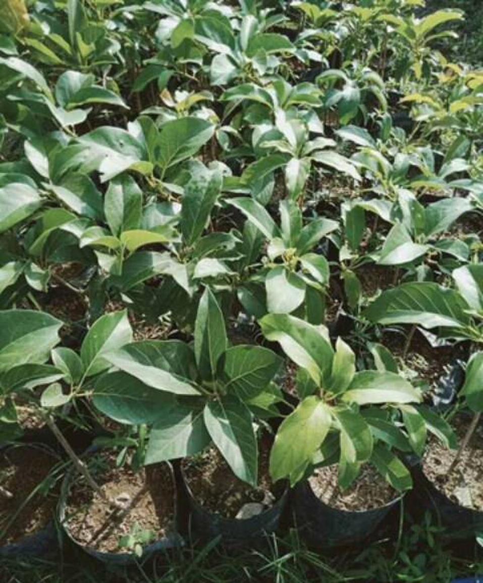 Gambar Produk tanaman alpukat markus okulasi cepat buah Aceh Singkil
