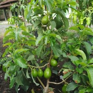 tanaman alpukat markus okulasi cepat buah Agam