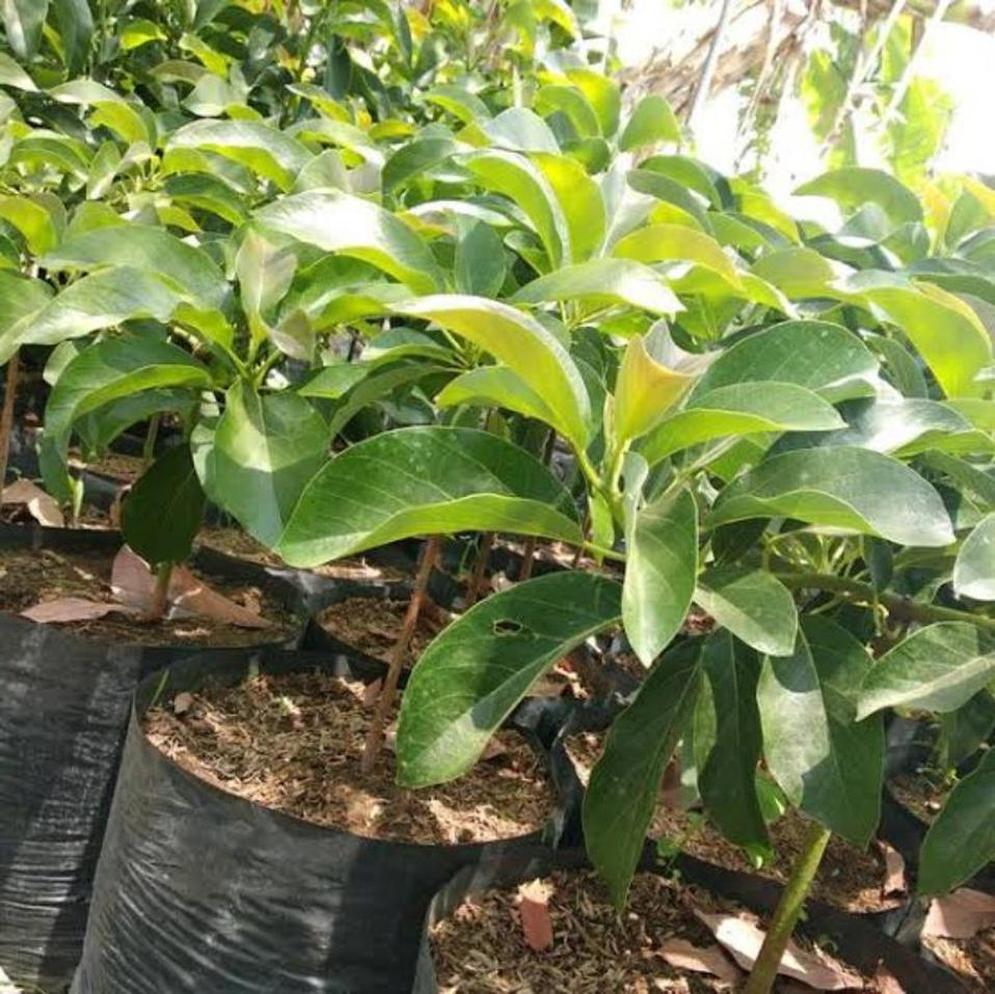 Gambar Produk tanaman alpukat markus super jumbo Karawang
