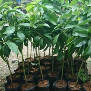 tanaman alpukat mentega jumbo okulasi siap berbuah Belitung Timur