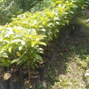 tanaman alpukat mentega miki Jakarta Timur