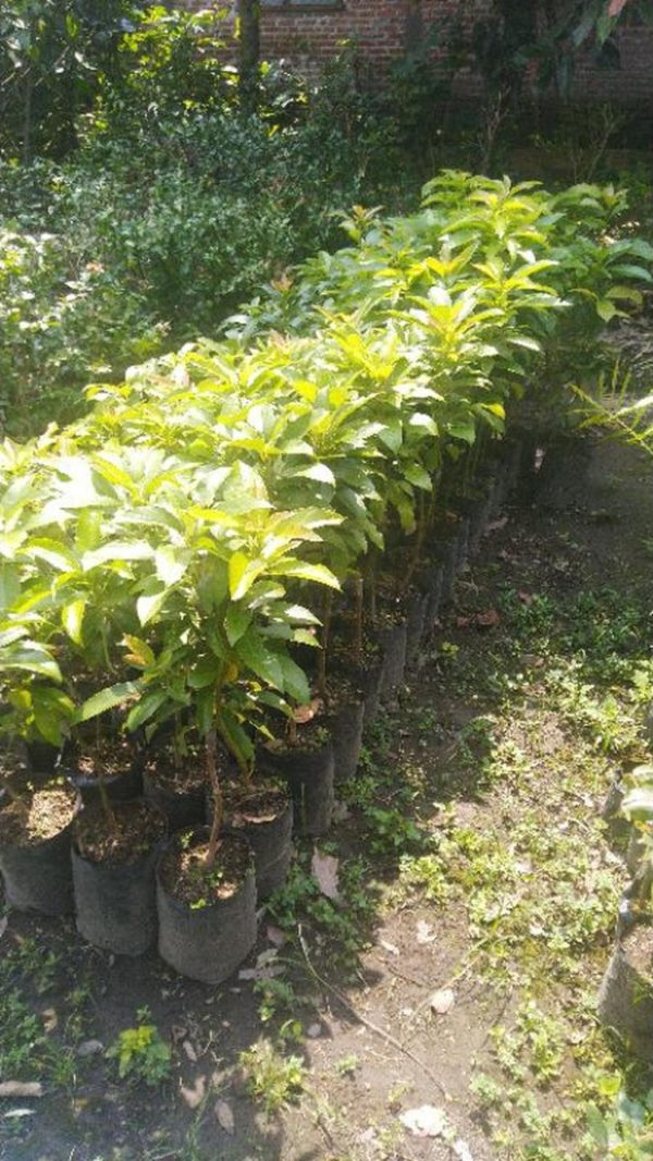 tanaman alpukat mentega miki Jakarta Timur