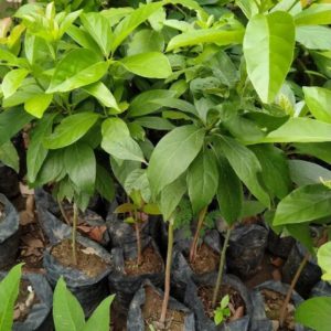 tanaman alpukat mentega okulasi Sanggau