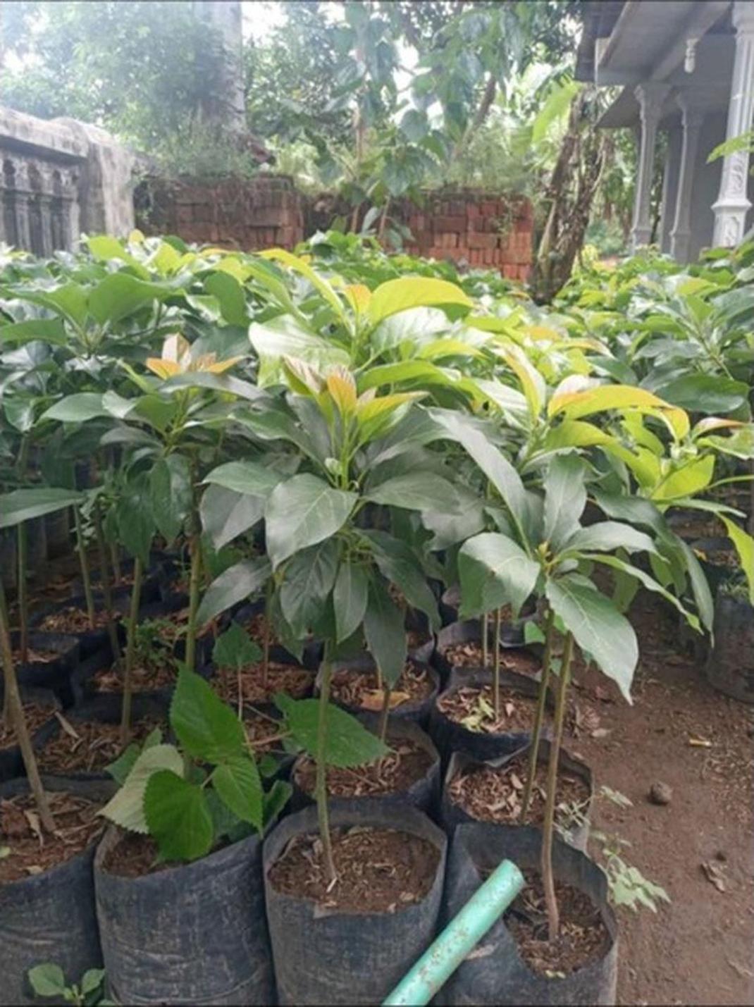 Gambar Produk tanaman alpukat miki 55cm Lanny Jaya
