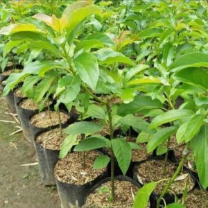 tanaman alpukat miki 55cm Tabalong