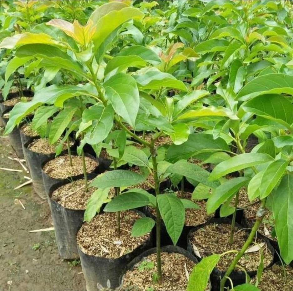 Gambar Produk tanaman alpukat miki 55cm Tabalong