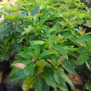 tanaman alpukat miki hasil okulasi siap berbuah asr Yogyakarta