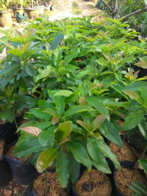 tanaman alpukat miki hasil okulasi siap berbuah asr Yogyakarta