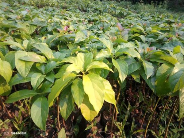 tanaman alpukat miki jumbo paling genjah Lampung Utara