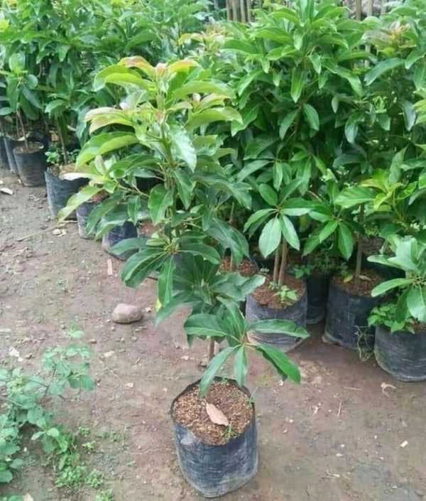 tanaman alpukat miki siap buah batang besar Banggai Kepulauan