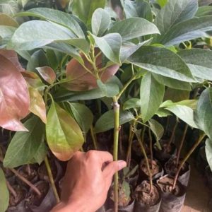 tanaman alpukat miki super genjah cod Bandar Lampung
