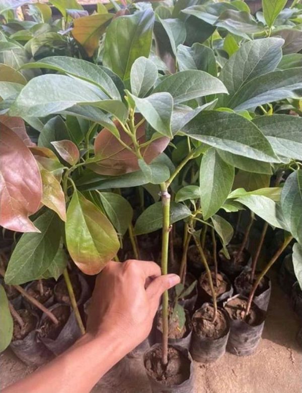 tanaman alpukat miki super genjah cod Lombok Utara