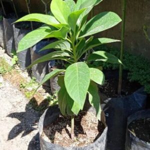 tanaman alpukat pakchong Kepulauan Mentawai