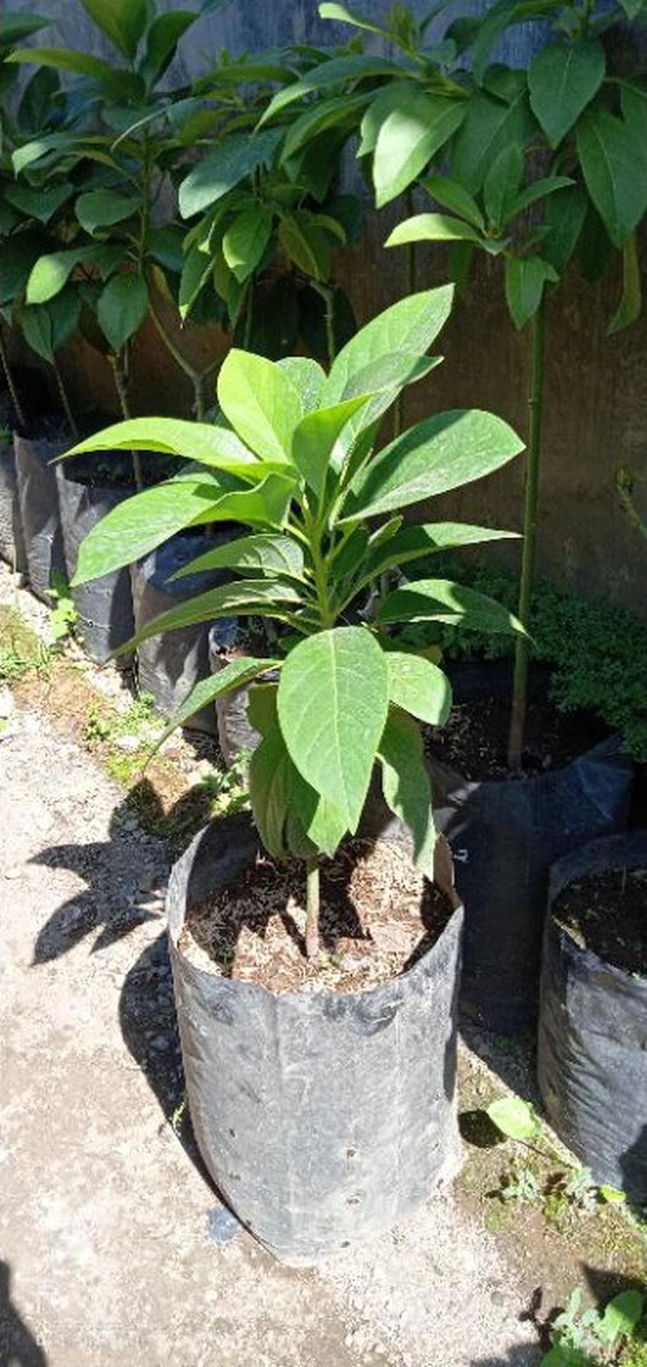 Gambar Produk tanaman alpukat pakchong Kepulauan Mentawai