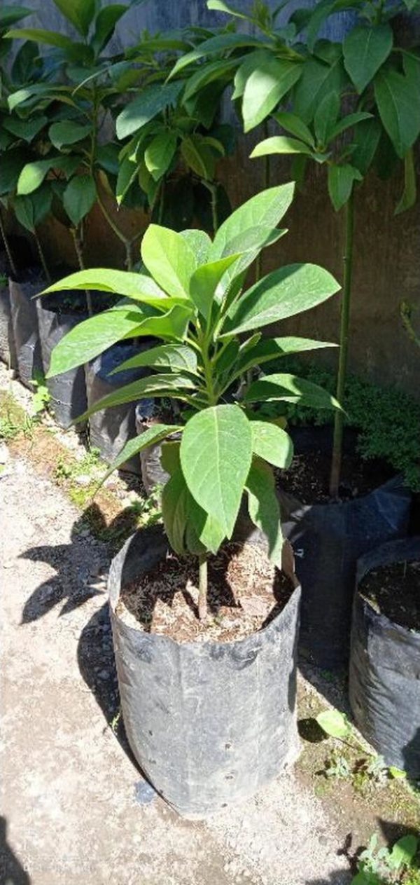tanaman alpukat pakchong Ngawi
