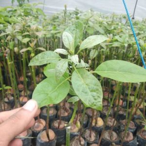 tanaman alpukat pinkerton import valid Kaur