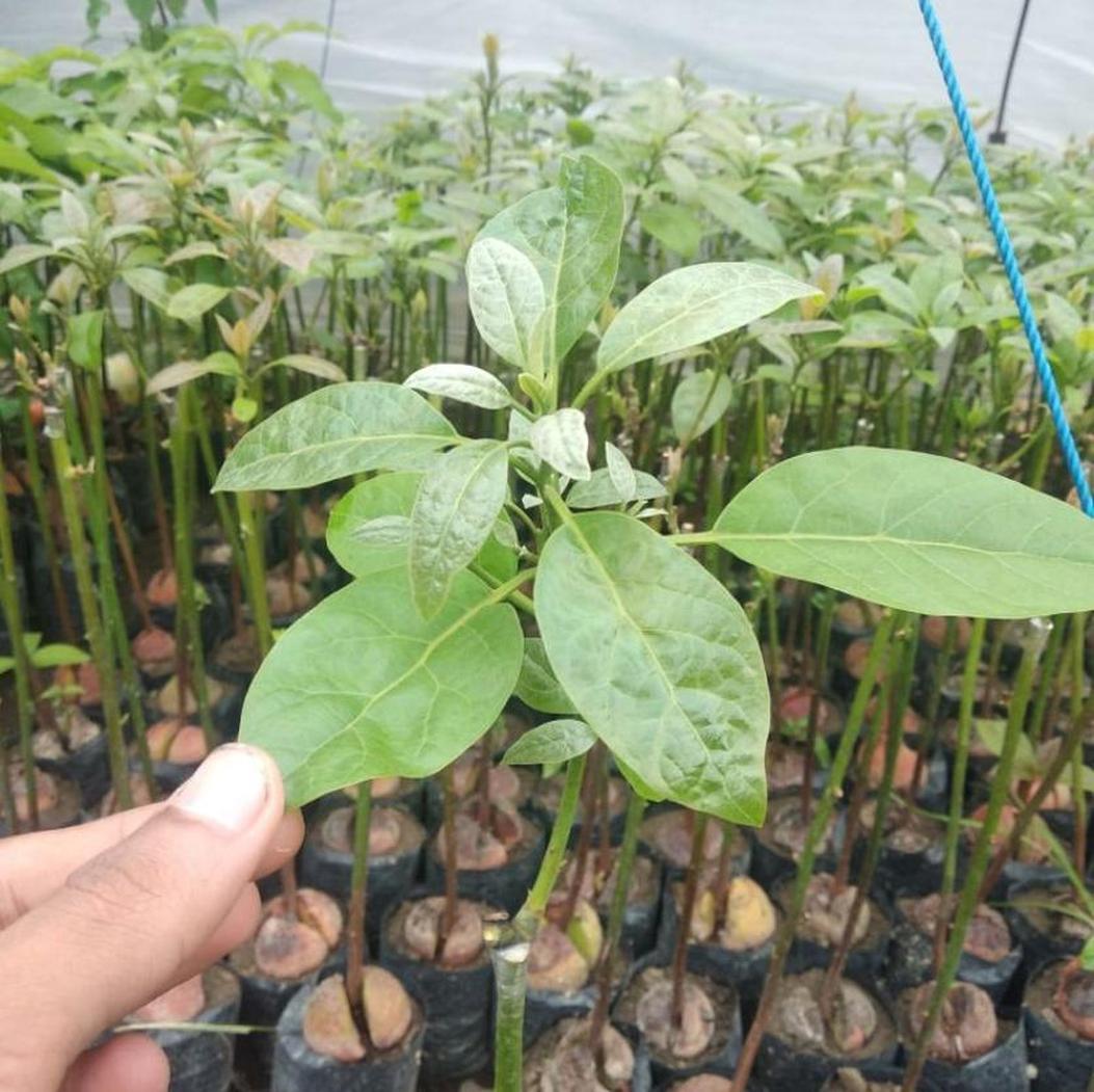 Gambar Produk tanaman alpukat pinkerton import valid Pati