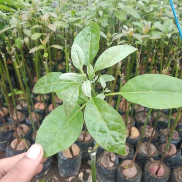 tanaman alpukat pinkerton import valid Samosir
