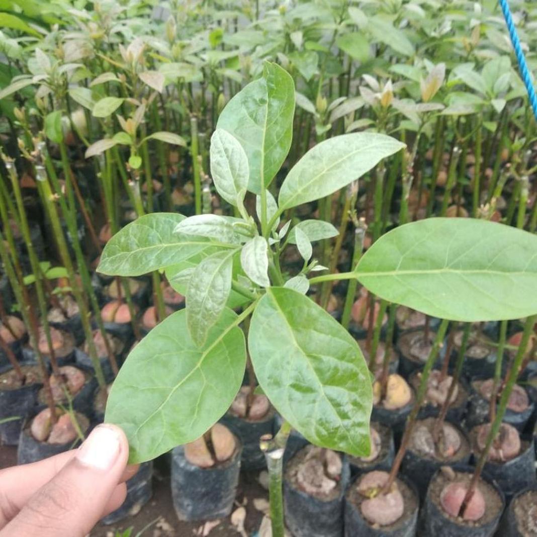 Gambar Produk tanaman alpukat pinkerton import valid Samosir