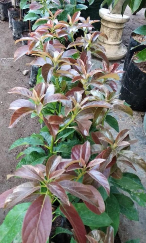 tanaman alpukat red vietnam Palangka Raya