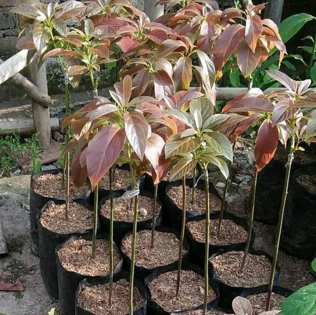 Gambar Produk tanaman alpukat red vietnam unggulan Kepulauan Yapen