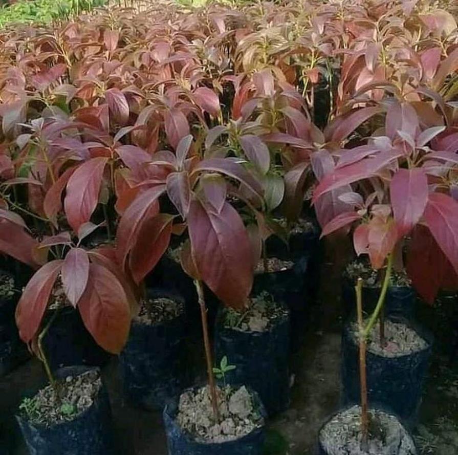 Gambar Produk tanaman alpukat red vietnam unggulan Pidie Jaya