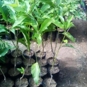 tanaman alpukat unggul Manado