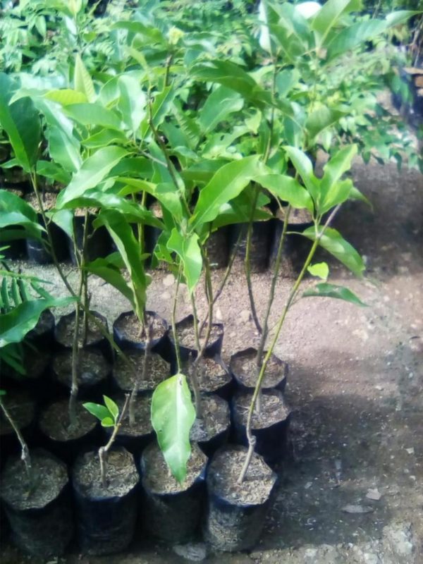 tanaman alpukat unggul Manado
