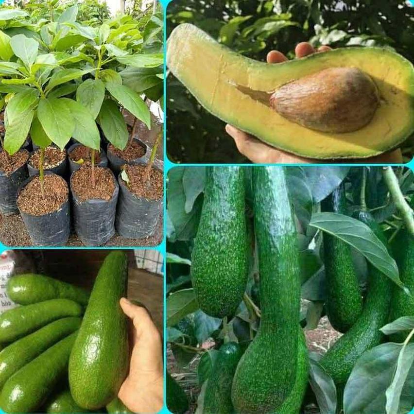 Gambar Produk tanaman buah alpukat aligator berkualitas Bengkalis